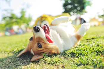 Corgi dog is lying on its back on the grass